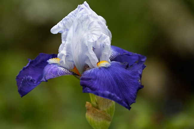 Jardin des Impressionnistes-MAI14-083